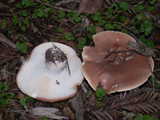 leucopaxillus_gentianeus